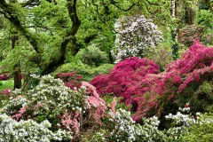 ING0524_1109_Clyne Gardens near Swansea (Wales)