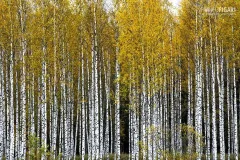 FIN1021_0861_Birch woods in autumn (Finland)