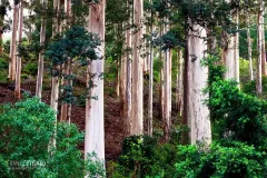 SAF1013_0787_Eucalyptus forest near Cape Town (South Africa)