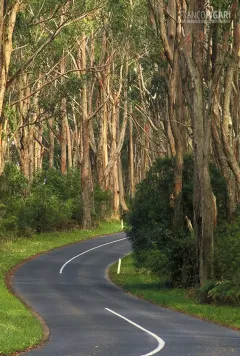 AUS0203_0808_Winding road through the eucalipto forest (Australia)