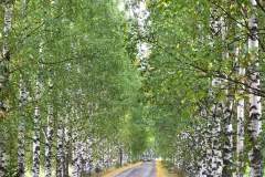 FIN0924._1084_BIRCH TREES AVENUE (FINLAND)