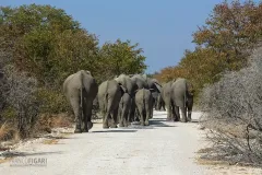 NAM0815_0257_Rush hour in Etosha National Park (Namibia)