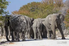 NAM0815_0262_Elephants have right of way (Etosha National Park Namibia)