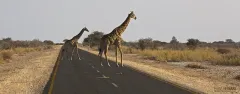 NAM0815_0271_Giraffes have right of way (Etosha National Park Namibia)