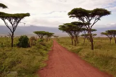 TAN0109_0878_Descent in the Ngorongoro crater (Tanzania)