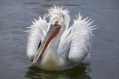 KER0123_1016_MESSY FEATHERS (LAKE KERKINI GREECE)