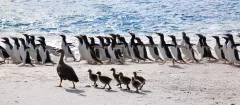 FAL1109_0290_LIFE ON THE BEACH (FALKLAND)