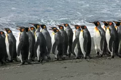 SGE1109_1129_KING PENGUINS MARCHING TO THE SEA (SOUTH GEORGIA)