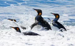 SGE1109_1130_KING PENGUINS DIVING INTO THE SEA (SOUTH GEORGIA)