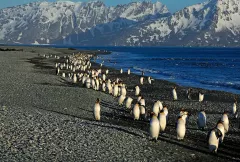 SGE1109_1138_KING PENGUINS (SOUTH GEORGIA)