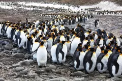 SGE1109_1141_COLONY OF KING PENGUINS  (SOUTH GEORGIA)