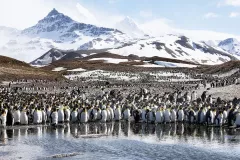 SGE1109_1142_COLONY OF KING PENGUINS (SOUTH GEORGIA)