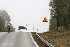 LAP1014_0694_Beware of reindeer (Finland)