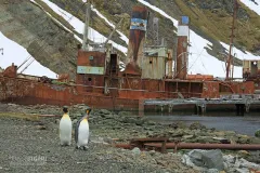 SGE1109_0392_King penguins wandering among old wrecks at Grytviken Bay (South Georgia)