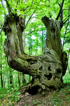 BRA0124_1117_Old chesnut tree (Brallo Pass, Italy)