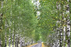 FIN0924_1143_BIRCH TREES AVENUE (FINLAND)