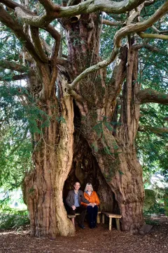 ING0524 _1121_MUCH MARCLE ANCIENT YEW TREE IN HEREFORDSHIRE (ENGLAND)