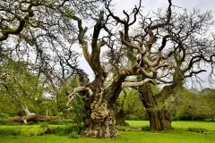 ING0524_1120_Old trees in National Trust Croft Castle Park (England)