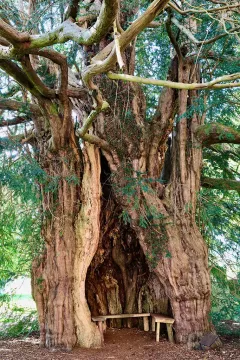 ING0524_1121_Much Marcle ancient yew tree in Herefordshire (England)