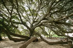 SAR 0624_1122_Ficus magnolioides (Sardinia)