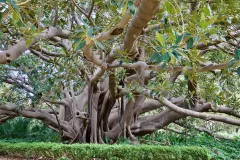 SIC0324_1125_Ficus macrophilla in Villa Whitaker garden (Palermo, Sicily)