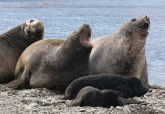 SGE1109_ 1135_SEA ELEPHANTS (SOUTH GEORGIA)