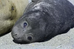 SGE1109_1134_BABY ELEPHANT SEAL (SOUTH GEORGIA)