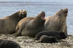 SGE1109_1135_ELEPHANT SEALS (SOUTH GEORGIA)