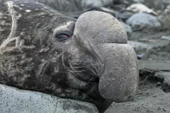 SGE1109_1136_ELEPHANT SEAL (SOUTH GEORGIA)